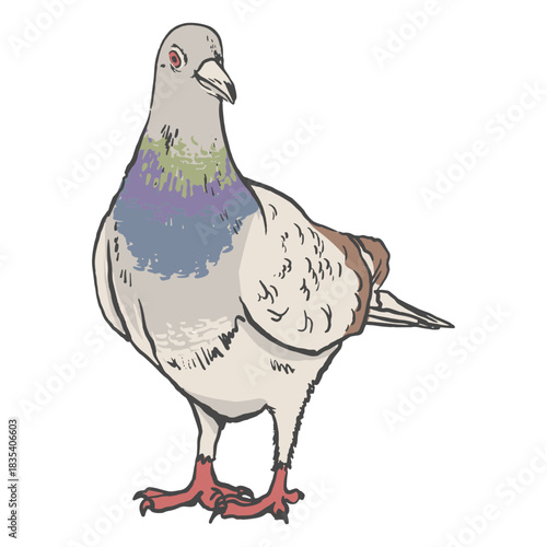 Detailed pigeon side view