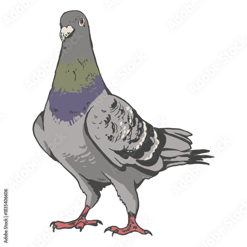 Realistic pigeon