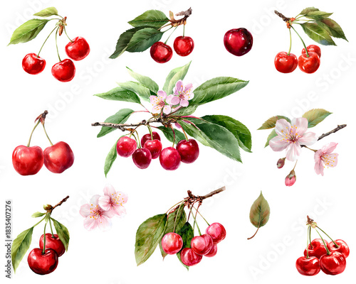 Watercolor painting of a Cherry fruit set isolated on white background. Cut out PNG illustration on transparent background. 