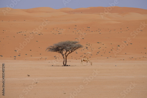 camel on desert