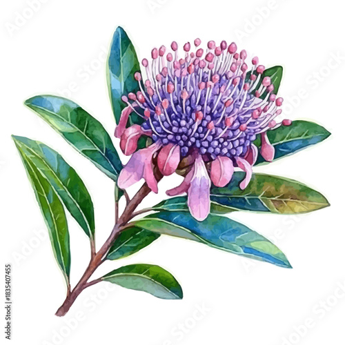 watercolor of Pincushion Flower painting, isolated on a white background.