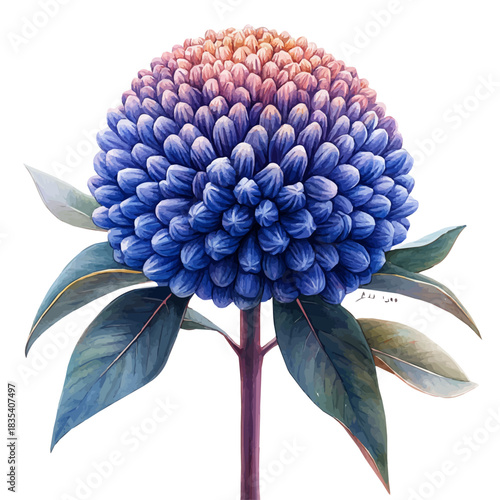 Pincushion Flower, watercolor painting with colorful accents, isolated on a white background.