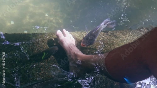Close up of Nile tilapia (Oreochromis niloticus) nibbling on bare foot that has been soaking, candid authentic experience of the fish spa in the Old Enchanted Balete Tree in Lazi Siquijor, Philippines