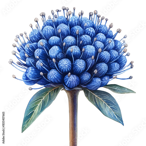watercolor of Pincushion Flower draw graphic, isolated on a white background.