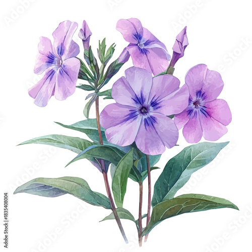 Phlox Flower, watercolor illustration featuring soft shadows and luminous, isolated on a white background.
