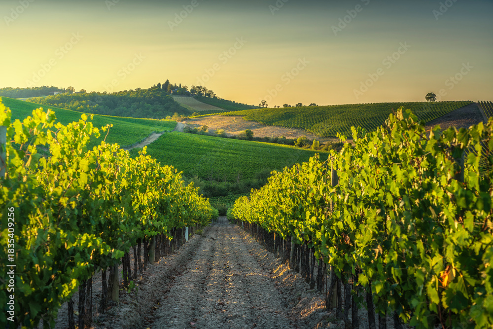 Naklejka premium Golden Hour Vineyard Rows in Castellina in Chianti, Tuscany, Italy