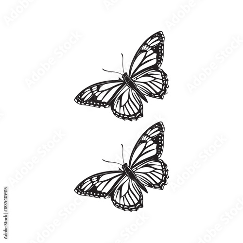butterfly vector illustration