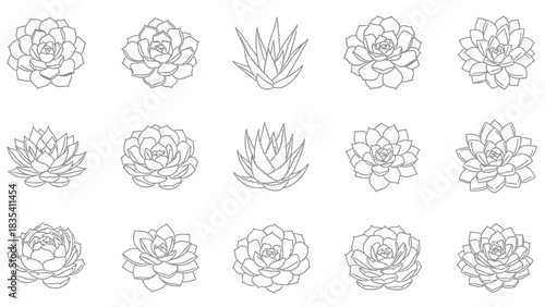 Seamless pattern with monochrome succulents and aloe vera plants line art drawings