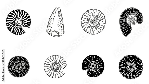 Detailed Monochrome Vector Graphics of Fossilized Ammonite Shells and Ancient Marine Life