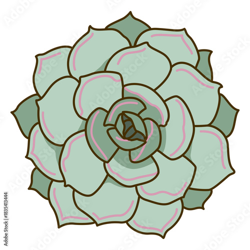 Colored suculent topview