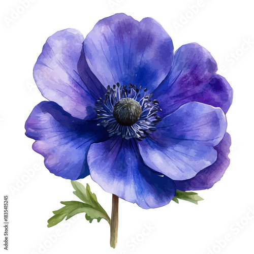 watercolor painting of Windflower Flower graphic, isolated on a white background.