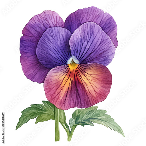 Viola Flower, detailed watercolor painting, isolated on a white background.