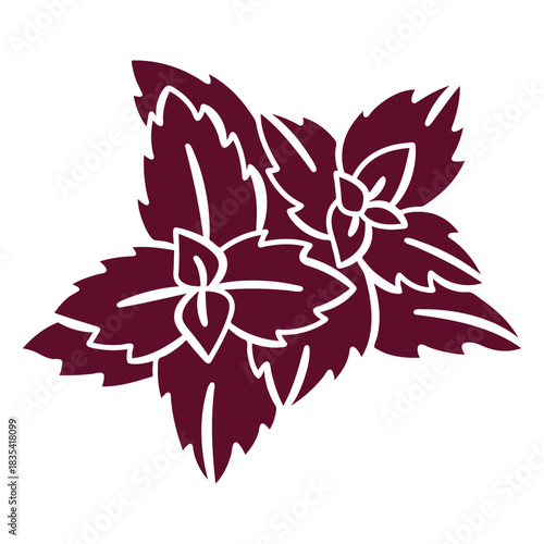 Coleus cut out botanical