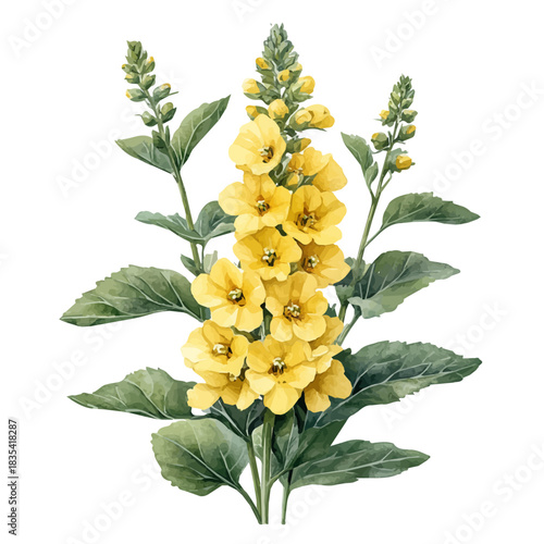 Verbascum Flower, beautiful watercolor illustration, isolated on a white background, soft and delicate colors.
