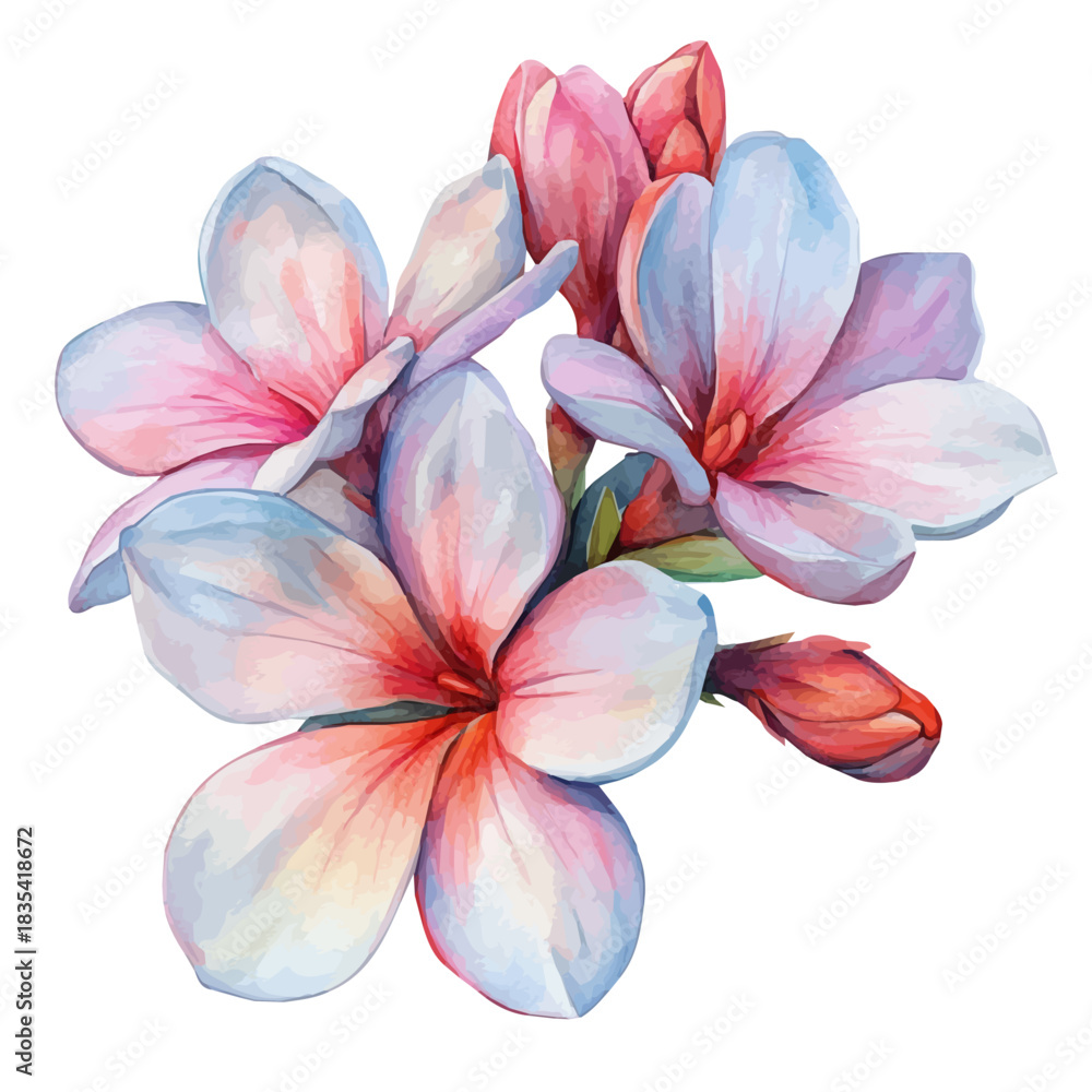 Fototapeta premium Tuberose Flower, soft and charming watercolor, isolated on a white background, delicate and elegant style.