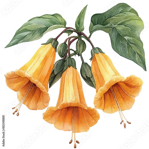 Trumpet Creeper Flower, vibrant watercolor vector, isolated on a white background, high quality and detailed design.