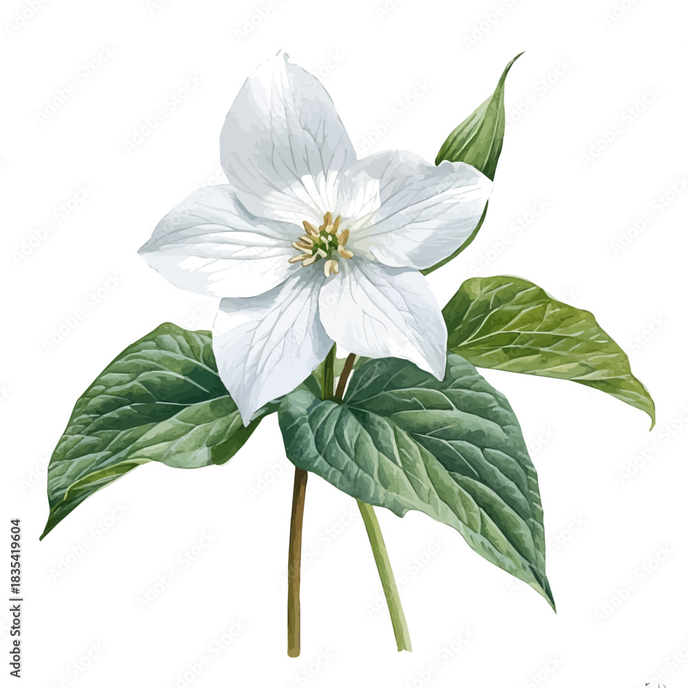 Obraz premium Trillium Flower, high quality watercolor, isolated on a white background, vibrant details.
