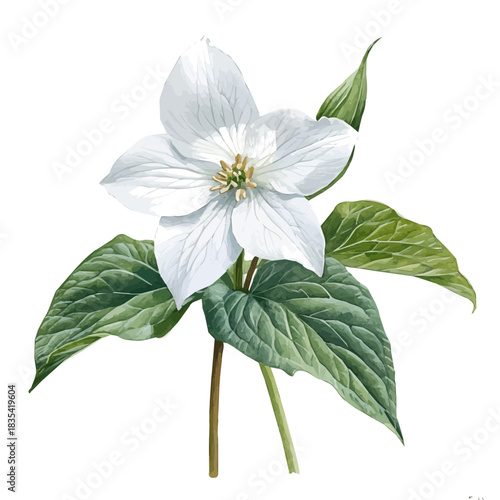 Trillium Flower, high quality watercolor, isolated on a white background, vibrant details.