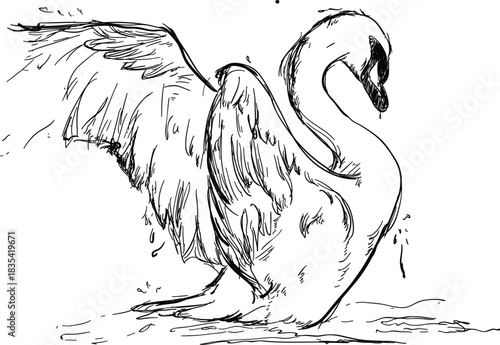 Vector art of black and white sketch drawing of a swan with wings spread standing in water