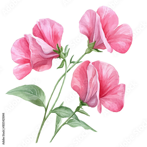 Sweet Pea Flower, beautiful watercolor illustration, isolated on a white background, soft and delicate colors.