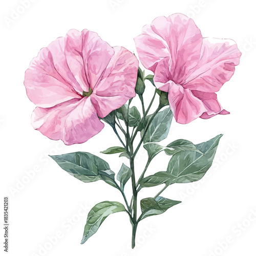 watercolor painting of Sweet Pea Flower graphic, isolated on a white background.