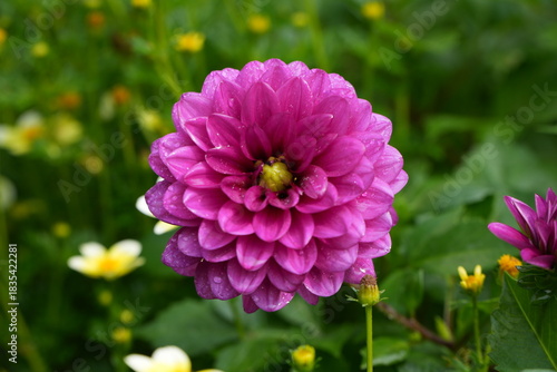 dahlia