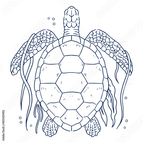 Sea turtle with algae from top stroke