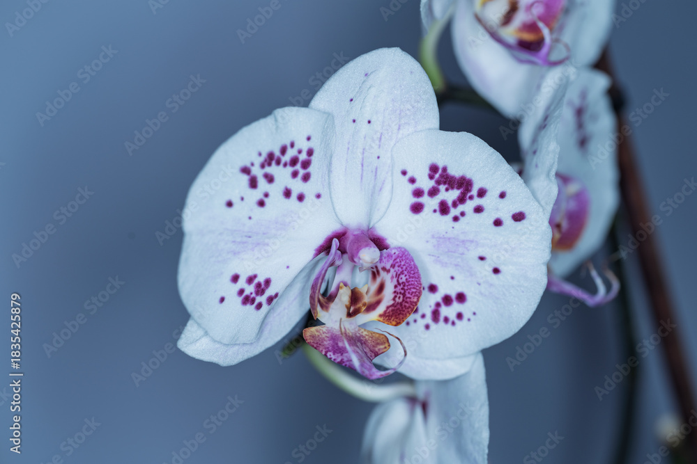 Fototapeta premium Delicate Orchid in Bloom