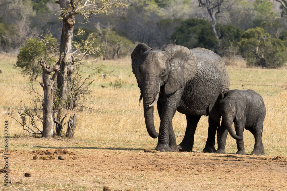 Fototapeta premium Elephant walking in the Kruger Park to get to water