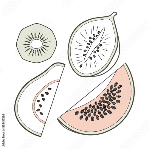 vector illustration of a kiwi fruit