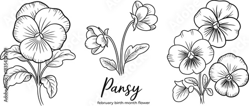 Hand drawn pansy flower line art collection, February birth month floral illustration for coloring book, tattoo design, wedding decor, clipart