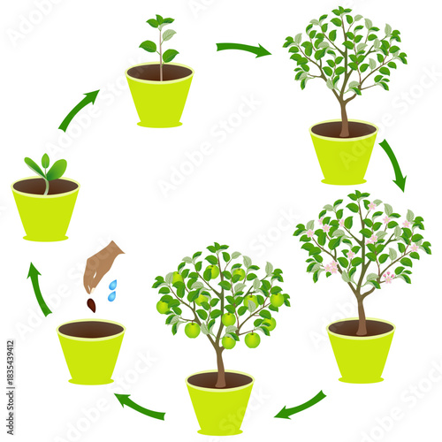 Life cycle of an apple in a pot on a white background..eps