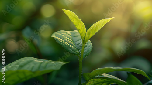 Young Leaves Grow in Sunlight