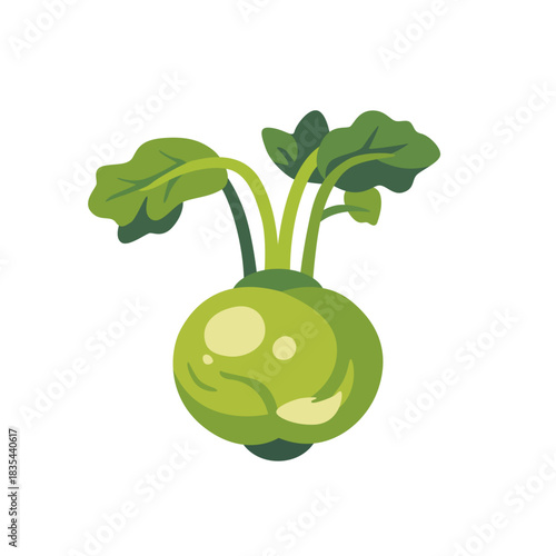 Fresh green kohlrabi bulb root vegetable, isolated flat style vector illustration