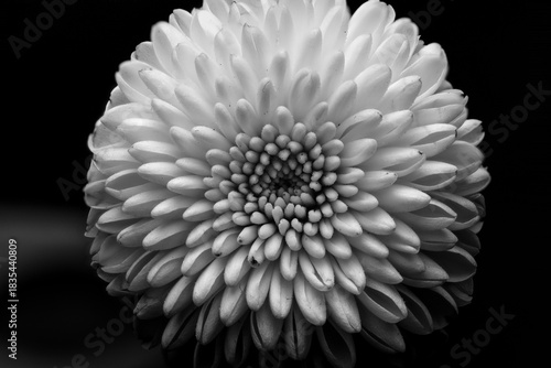 crysanthemum in black and white close up