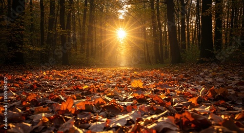 Autumn Forest Trail A Scenic View of Fallen Leaves, Sunlight, and the Beauty of Nature's Transition