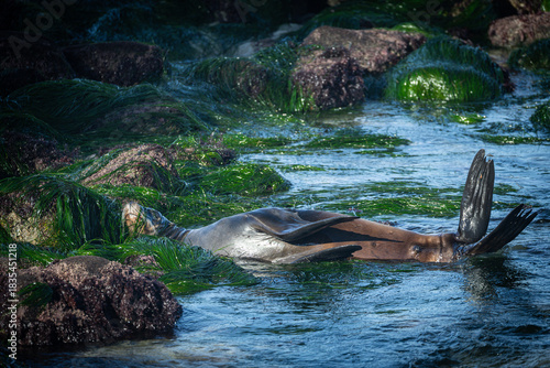 sea lion laying in ocean cove 