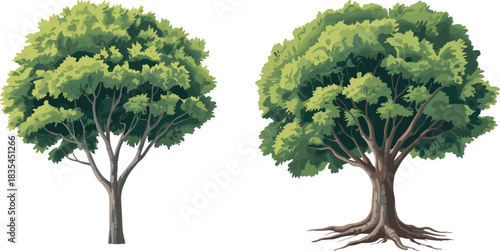 Realistic tree illustration set, two deciduous canopy variations, trunk and root detail, botanical vector graphic, nature design elements, landscape clipart