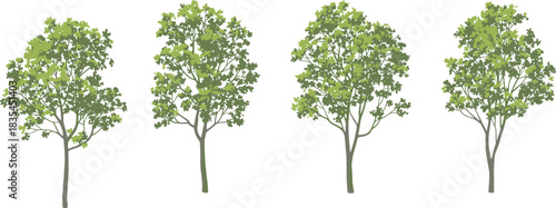 Stylized deciduous tree illustration set, green foliage vector collection, nature design elements, landscape clipart, botanical graphics, eco-friendly tree icons