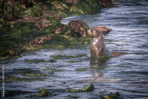 sealion in an ocean cove