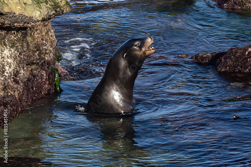 seal in the water shouting