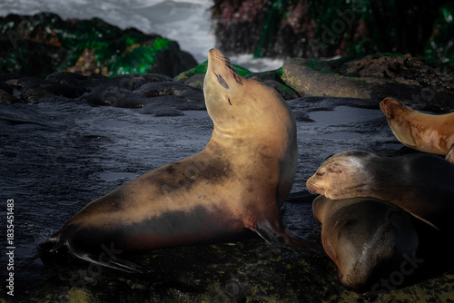 california sea lion