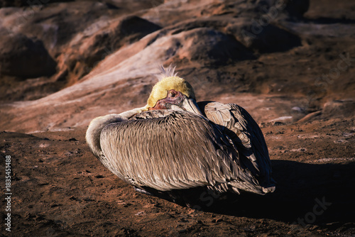 brown pelican on the sand