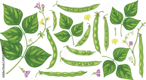 Botanical illustrations of bean plant parts including leaves, flowers, and pods, ideal for educational, agricultural, and biology themes.