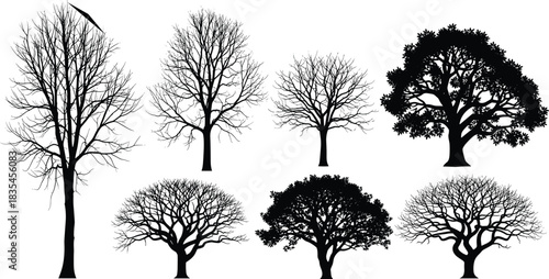Set of Detailed Tree Silhouettes Showing Different Seasons, Including Large Deciduous Trees with Full Foliage and Bare Winter Branches on White