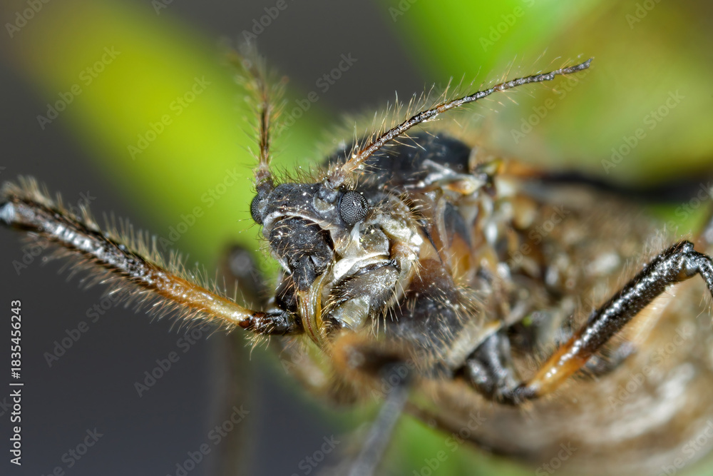 Fototapeta premium Black stem aphid, Cinara confinis. Portrait, close-up of an insect's face.