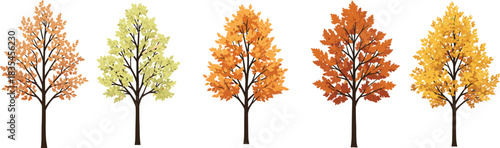 Autumn tree vector illustration, deciduous foliage color transition, seasonal nature design, fall landscape, educational botanical concept, artistic template, plant graphic