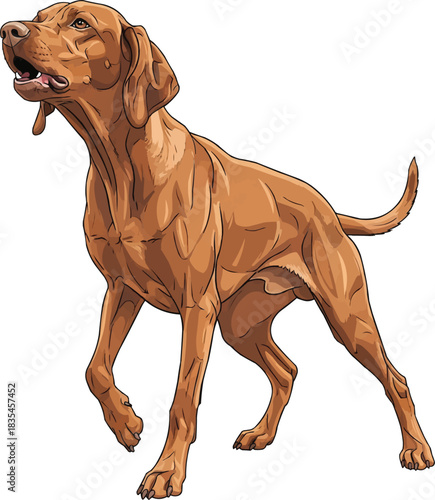 Hungarian Vizsla dog aggressive alert angry barking stance