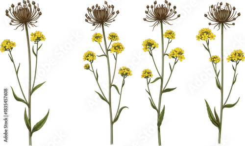 Flowering plant and seed head illustration set, botanical lifecycle vector, yellow blossoms, stylized nature clipart, educational foliage, plant morphology