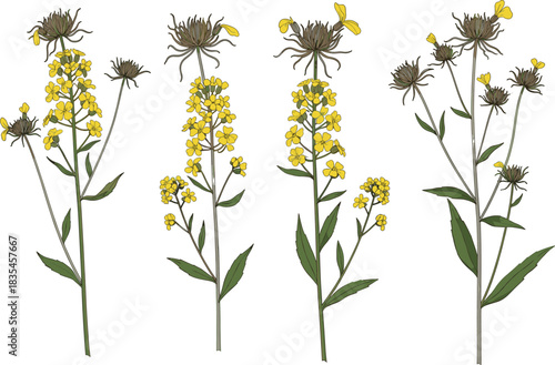 Flowering plant illustration set, yellow blossoms and seed heads, botanical vector design, nature clipart, educational foliage, stylized plant anatomy